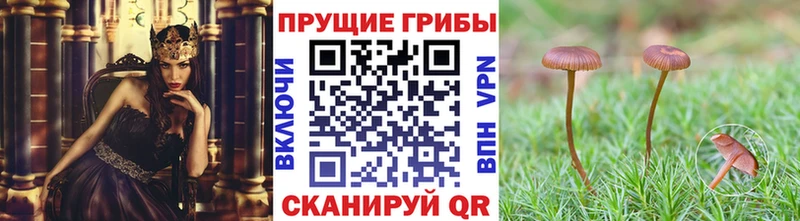 Псилоцибиновые грибы Cubensis  Малаховка 